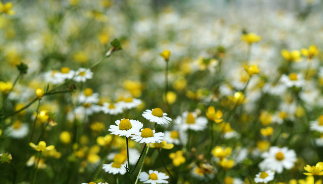 a field of fresh chamomile used in our Nighttime herbal tincture